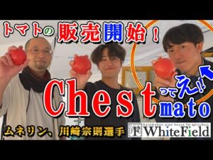 野球好きなら誰もが知るメジャーリーガー「ムネリン」川崎宗則選手が突然農業体験！さらにトマトの名前も付けてくれた♪【ホワイトフィールド】【チェストマト販売開始】
