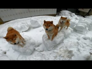 チェックメイト！！！ #チェスしば🗿