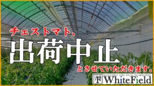 当ファームのチェストマト、出荷停止のお知らせです。悔しいですが断腸の思いで決定させていただきました。【トマト専用全自動ビニールハウス】【ホワイトフィールド】
