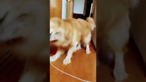 寝起きのそのそとゴールデンレトリバーチェスくん