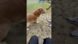 ボールに興味ないゴールデンレトリバーチェスくん