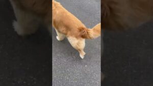 ウロウロと落ち着いきのないゴールデンレトリバーチェスくん　#ゴールデンレトリバー #癒し #犬