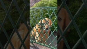 バイバイの時…。悲しすぎるゴールデンレトリバーチェスくん