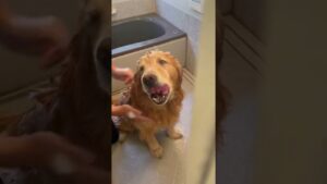 寝起きシャンプーゴールデンレトリバーチェスくん