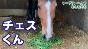 チェスくんのモグモグパクパク【ゴットくんのお隣さん】