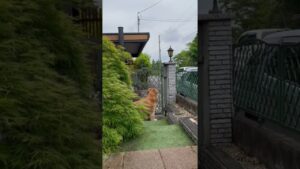 お別れが寂しすぎるゴールデンレトリバーチェスくん