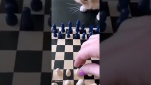 No one mess with Missy.. The #chess queen. #cat #catvideos #chess #funny