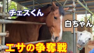 チェスくんと白ちゃんのエサ争奪戦【マーサファームのお馬さん】