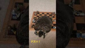 ミドリガメとチェスしてみた♟️🐢