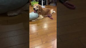 まったりゴールデンレトリバーチェスくん