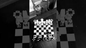 Chess Tips:how to stop getting checkmated in 4 moves by your grandmaster friend who is also your cat