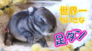 世界一小さな足ダンをするチェスナット色のネザーちゃん