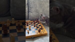 #cute #shorts #cats #foryou #viral #chess #games
