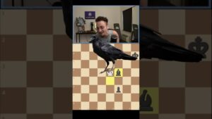 Gothamchess sub blunders his queen #chess #gothamchess