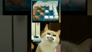 Chess Tournament #chess #short #funny #cats