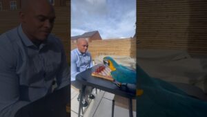 Mind blowing footage of a macaw playing chess 😂 #macaw #parrot #chess