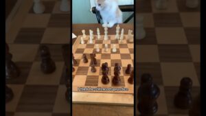 Chess + cat ♟️🐈 #chess #chessgame #shorts #chessjokes #cats