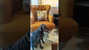 #dog #house #decoration #viral #video #vlog #youtubeshorts #chess #games #aesthetic #relax #calm #yt