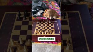 cats vs cool chess robot with Stockfish 😎 #shorts